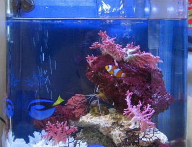 2 gallons reef tank (mostly live coral and fish) - Dori & nemo!! 2 gallons reef tank (mostly live coral and fish) - Dori & nemo!!