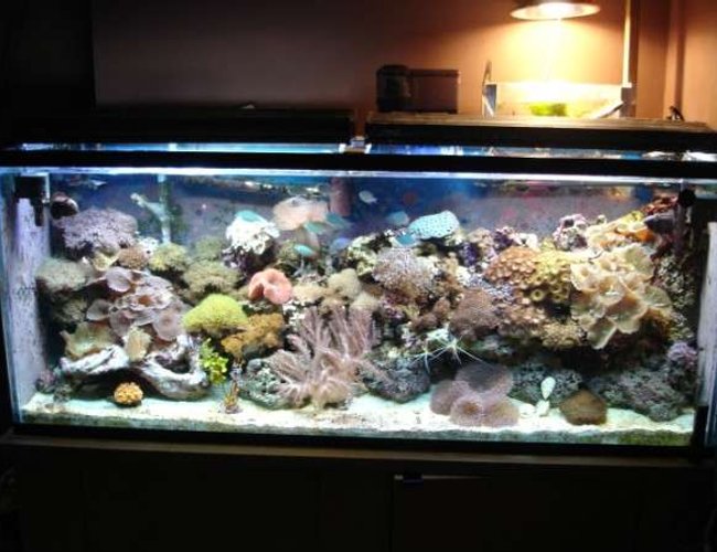 112 gallons reef tank (mostly live coral and fish) - 100 gal reef 112 gallons reef tank (mostly live coral and fish) - 100 gal reef