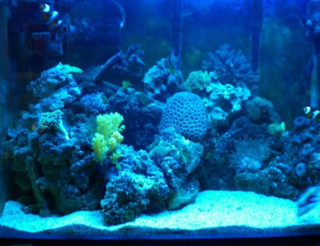 20 gallons reef tank (mostly live coral and fish) - 20 gallon reef tank, at night with duel actninic on. 20 gallons reef tank (mostly live coral and fish) - 20 gallon reef tank, at night with duel actninic on.