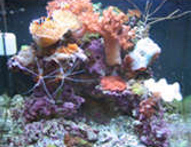 24 gallons reef tank (mostly live coral and fish) - Front view of Marco's 24 gallon nanocube, Feb 2007 24 gallons reef tank (mostly live coral and fish) - Front view of Marco's 24 gallon nanocube, Feb 2007
