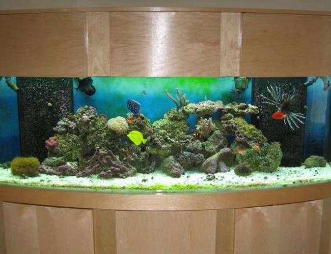 155 gallons reef tank (mostly live coral and fish) - 155 bow 6 Months 155 gallons reef tank (mostly live coral and fish) - 155 bow 6 Months