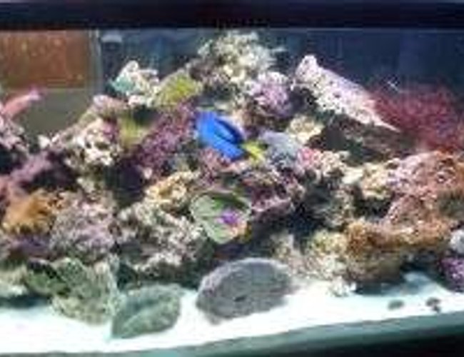 100 gallons reef tank (mostly live coral and fish) - my personal tank 100 gallons reef tank (mostly live coral and fish) - my personal tank