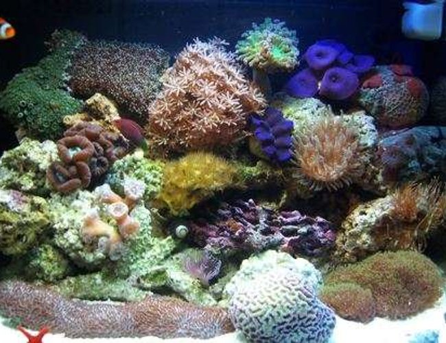 12 gallons reef tank (mostly live coral and fish) - My fish tank, 12 Gallon Aqua Pod 12 gallons reef tank (mostly live coral and fish) - My fish tank, 12 Gallon Aqua Pod
