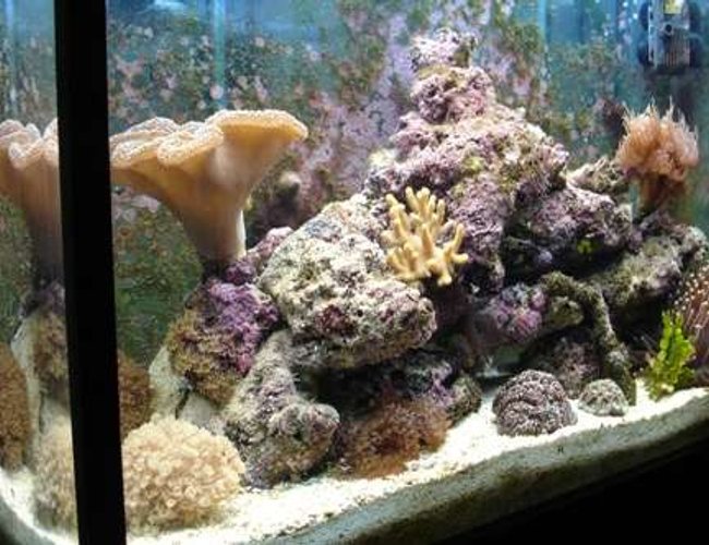 32 gallons reef tank (mostly live coral and fish) - Tank at 6 months 32 gallons reef tank (mostly live coral and fish) - Tank at 6 months