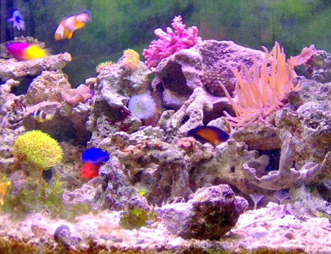 36 gallons reef tank (mostly live coral and fish) - lots of color, just the way I like it. 36 gallons reef tank (mostly live coral and fish) - lots of color, just the way I like it.