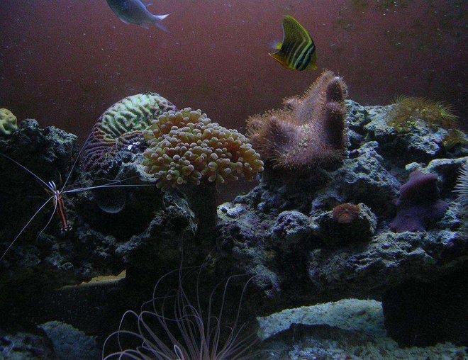 36 gallons reef tank (mostly live coral and fish) - 36 Gallon Reef 36 gallons reef tank (mostly live coral and fish) - 36 Gallon Reef