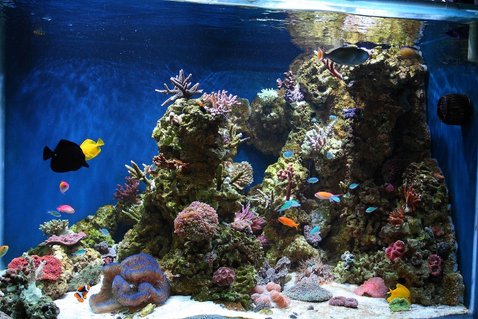 Rated #25: 180 Gallons Reef Tank - Side View Rated #25: 180 Gallons Reef Tank - Side View