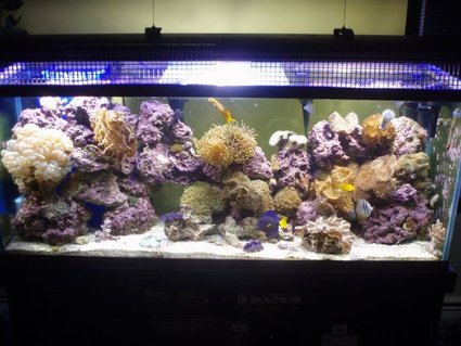 Rated #81: 125 Gallons Reef Tank - 125 reef. My pride and joy. Rated #81: 125 Gallons Reef Tank - 125 reef. My pride and joy.
