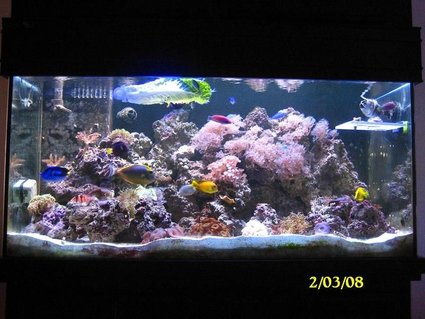 Rated #71: 55 Gallons Reef Tank - feb 2008 Rated #71: 55 Gallons Reef Tank - feb 2008