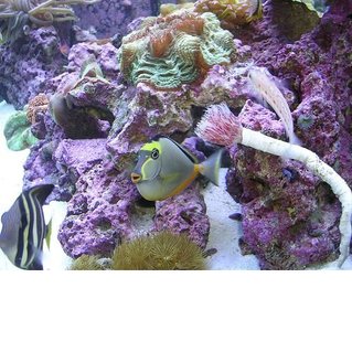 Rated #90: 90 Gallons Reef Tank - My Sailfin and Naso Tang hang out! Rated #90: 90 Gallons Reef Tank - My Sailfin and Naso Tang hang out!