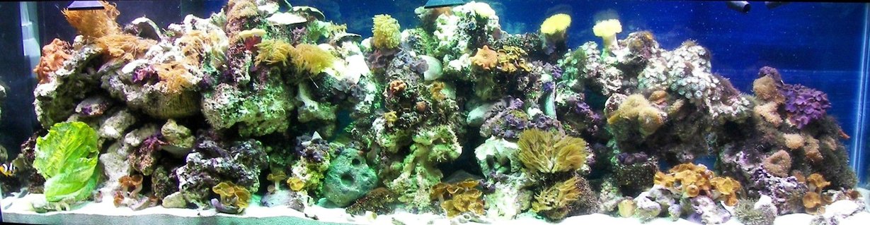Rated #74: 125 Gallons Reef Tank - This is the tank 4 days after setting it up May 2007. Notice sparse coral coverage. Only 2 small specimens have been added since this picture was taken: a small Candy cane coral and another tiny hard coral frag. I actually traded a bunch of stuff in this Jan. including one of the leathers. Rated #74: 125 Gallons Reef Tank - This is the tank 4 days after setting it up May 2007. Notice sparse coral coverage. Only 2 small specimens have been added since this picture was taken: a small Candy cane coral and another tiny hard coral frag. I actually traded a bunch of stuff in this Jan. including one of the leathers.