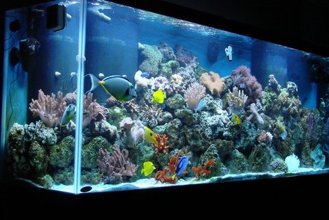 Rated #29: 150 Gallons Reef Tank - 150 Gallon Reef Tank Rated #29: 150 Gallons Reef Tank - 150 Gallon Reef Tank