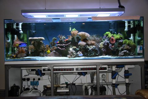 Rated #26: 200 Gallons Reef Tank - Full tank shot, the stand still needs to be enclosed and a canopy put on top - one day it'll happen Rated #26: 200 Gallons Reef Tank - Full tank shot, the stand still needs to be enclosed and a canopy put on top - one day it'll happen