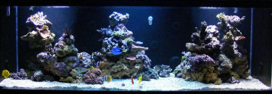 Rated #63: 180 Gallons Reef Tank - 180g In-wall system Rated #63: 180 Gallons Reef Tank - 180g In-wall system