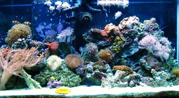 Rated #59: 90 Gallons Reef Tank - 90 Gallons
2 False percula clowns, 2 Ferry wrasses, 1 Brown tang, 1 Angel beauty, 1 Neon gobby, 1 Banded coral, 1 Fire shrimp, 1 Peppermint shrimp
1 Cleaner shrimp, 1 Giant green brittle star
Emerald crabs, turbo snails, sand snails
Assortment of soft coral-
-frog spawn, tube anenome, tree coral, button, zoanthus, pulsing xenias, green star polyps, grape coral, brain coral,
Green bubble anenome, Clam, Mushrooms, Sponge, Feather dusters Rated #59: 90 Gallons Reef Tank - 90 Gallons
2 False percula clowns, 2 Ferry wrasses, 1 Brown tang, 1 Angel beauty, 1 Neon gobby, 1 Banded coral, 1 Fire shrimp, 1 Peppermint shrimp
1 Cleaner shrimp, 1 Giant green brittle star
Emerald crabs, turbo snails, sand snails
Assortment of soft coral-
-frog spawn, tube anenome, tree coral, button, zoanthus, pulsing xenias, green star polyps, grape coral, brain coral,
Green bubble anenome, Clam, Mushrooms, Sponge, Feather dusters