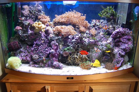 Rated #54: 40 Gallons Reef Tank - Jewel Vision 180 Bow Fronted. 3ft wide by 16 inches deep & 22 inches high. 1 external Eheim professional filter with activated carbon & rowaphos in it. x2 Hydor powerheads, 45Kg Live rock, Live sand as substrate. Deltec MCE300 Protein Skimmer. TMC UV sterilizer, Eco Aqualizer, 200W heater, Aquamedic 150W metal Halide lighting unit suspended over my tank & 2 strips of blue LED lights attached to my aquamedic unit as my actinics night viewing.Certizon ozonizer connect to an ORP controller Rated #54: 40 Gallons Reef Tank - Jewel Vision 180 Bow Fronted. 3ft wide by 16 inches deep & 22 inches high. 1 external Eheim professional filter with activated carbon & rowaphos in it. x2 Hydor powerheads, 45Kg Live rock, Live sand as substrate. Deltec MCE300 Protein Skimmer. TMC UV sterilizer, Eco Aqualizer, 200W heater, Aquamedic 150W metal Halide lighting unit suspended over my tank & 2 strips of blue LED lights attached to my aquamedic unit as my actinics night viewing.Certizon ozonizer connect to an ORP controller