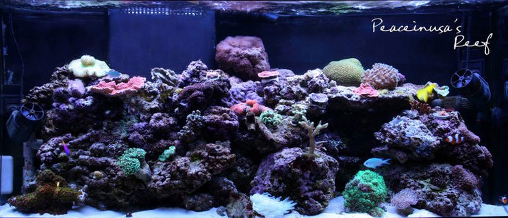 Rated #62: 75 Gallons Reef Tank - PeaceinUSA's Reef Tank Rated #62: 75 Gallons Reef Tank - PeaceinUSA's Reef Tank