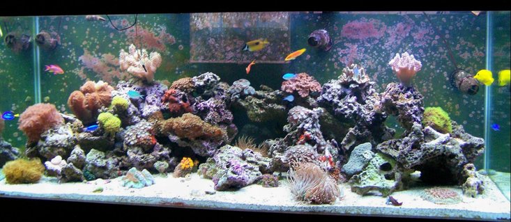 Rated #52: 210 Gallons Reef Tank - 210 Saltwater Reef Tank Rated #52: 210 Gallons Reef Tank - 210 Saltwater Reef Tank