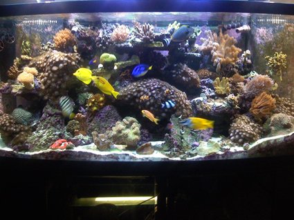 Rated #30: 180 Gallons Reef Tank - new Rated #30: 180 Gallons Reef Tank - new