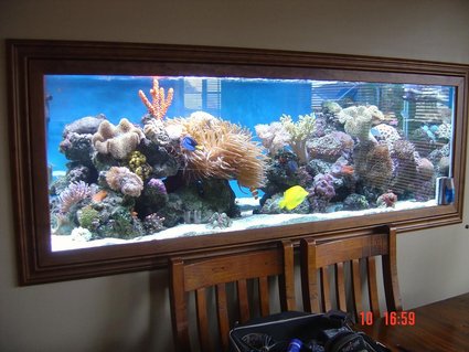 Rated #7: 185 Gallons Reef Tank - my tank Rated #7: 185 Gallons Reef Tank - my tank