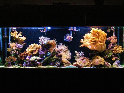 Rated #5: 150 Gallons Reef Tank - my 150 gallon Rated #5: 150 Gallons Reef Tank - my 150 gallon