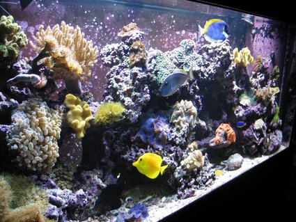 Rated #23: 120 Gallons Reef Tank - Left Angle 120g Reef Rated #23: 120 Gallons Reef Tank - Left Angle 120g Reef