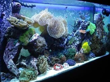 Rated #46: 90 Gallons Reef Tank - new tank shot 1 Rated #46: 90 Gallons Reef Tank - new tank shot 1