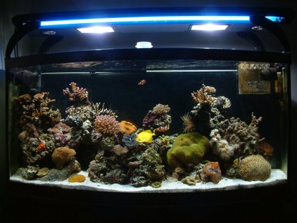 Rated #29: 72 Gallons Reef Tank - Front Tank Shot Rated #29: 72 Gallons Reef Tank - Front Tank Shot