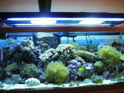 Rated #82: 75 Gallons Reef Tank - my tank Rated #82: 75 Gallons Reef Tank - my tank