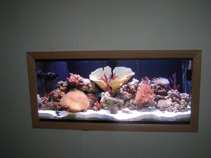 Rated #44: 75 Gallons Reef Tank - in wall picture Rated #44: 75 Gallons Reef Tank - in wall picture