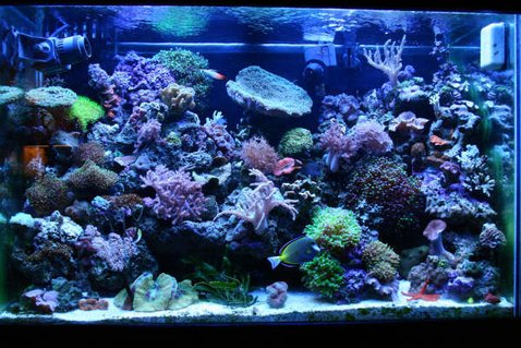Rated #27: 65 Gallons Reef Tank Rated #27: 65 Gallons Reef Tank