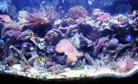 Rated #100: 46 Gallons Reef Tank - 46 gallon bow front tank Rated #100: 46 Gallons Reef Tank - 46 gallon bow front tank