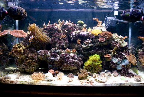 Rated #93: 29 Gallons Reef Tank - My 29g nano reef tank. Set up in June of '08. Rated #93: 29 Gallons Reef Tank - My 29g nano reef tank. Set up in June of '08.