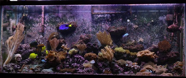 Rated #88: 220 Gallons Reef Tank - 220g Rated #88: 220 Gallons Reef Tank - 220g