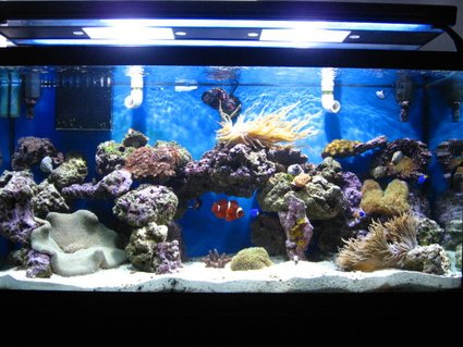 Rated #72: 90 Gallons Reef Tank - 90 gallon Rated #72: 90 Gallons Reef Tank - 90 gallon