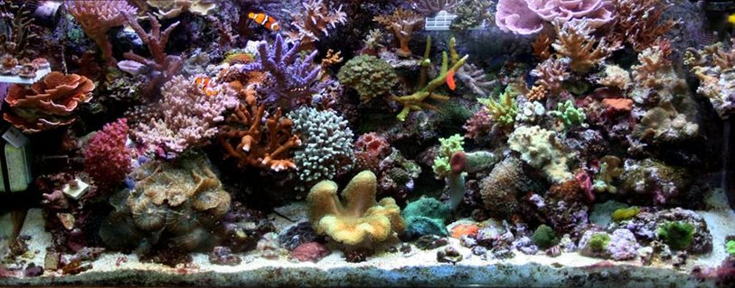 Rated #10: 210 Gallons Reef Tank - Full tank shot of 75gal tank. may 08 Rated #10: 210 Gallons Reef Tank - Full tank shot of 75gal tank. may 08
