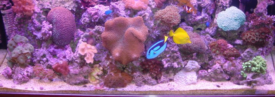 Rated #86: 60 Gallons Reef Tank - Ratings of less than 7 will not be accepted Rated #86: 60 Gallons Reef Tank - Ratings of less than 7 will not be accepted