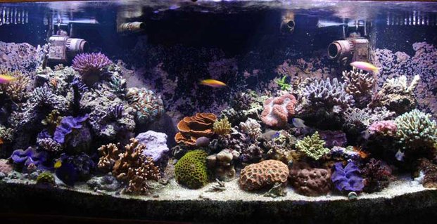 Rated #15: 110 Gallons Reef Tank - Full Tank Rated #15: 110 Gallons Reef Tank - Full Tank