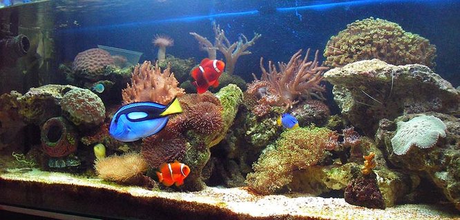 Rated #58: 67 Gallons Reef Tank - Reef tank Rated #58: 67 Gallons Reef Tank - Reef tank