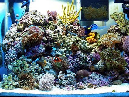 Rated #24: 37 Gallons Reef Tank - HERE IS THE TANK ONLY IN MEMORIES, IT NO LONGER SITS, IT WAS TAKEN DOWN TO GET A BIGGER TANK Rated #24: 37 Gallons Reef Tank - HERE IS THE TANK ONLY IN MEMORIES, IT NO LONGER SITS, IT WAS TAKEN DOWN TO GET A BIGGER TANK