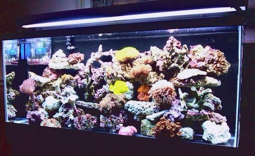 Rated #85: 55 Gallons Reef Tank - 55 Gallon Reef Rated #85: 55 Gallons Reef Tank - 55 Gallon Reef