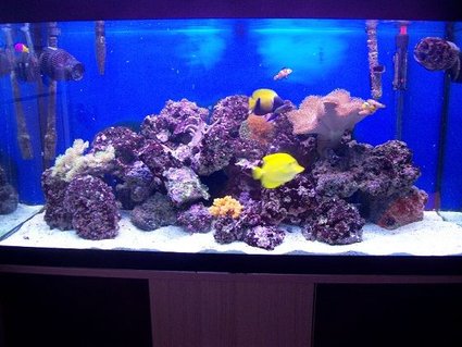 Rated #56: 44 Gallons Reef Tank - My Tank! Rated #56: 44 Gallons Reef Tank - My Tank!