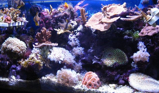 Rated #38: 20 Gallons Reef Tank - Overall picture Rated #38: 20 Gallons Reef Tank - Overall picture