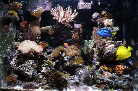 Rated #35: 90 Gallons Reef Tank - Now 90 from the 30 gallon 9 months and doing well, Pictures taken with Panasonic Lumix DCM Rated #35: 90 Gallons Reef Tank - Now 90 from the 30 gallon 9 months and doing well, Pictures taken with Panasonic Lumix DCM