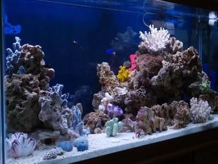 Rated #55: 90 Gallons Reef Tank - Misc. Rated #55: 90 Gallons Reef Tank - Misc.