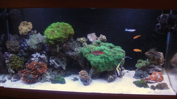 Rated #53: 90 Gallons Reef Tank - 2010 reef Rated #53: 90 Gallons Reef Tank - 2010 reef