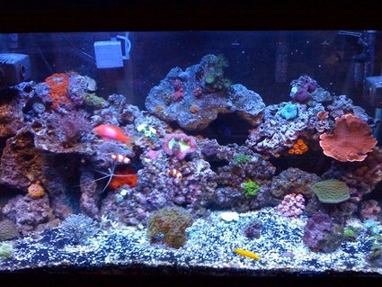 Rated #95: 65 Gallons Reef Tank - My 65 Rated #95: 65 Gallons Reef Tank - My 65
