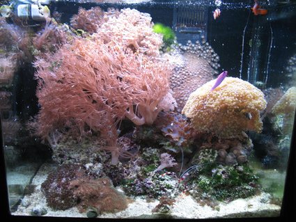 Rated #92: 34 Gallons Reef Tank - Red Sea Max Rated #92: 34 Gallons Reef Tank - Red Sea Max