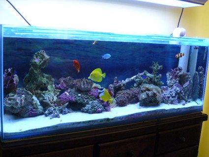 Rated #33: 52 Gallons Reef Tank - my first reef tank. 20kg live sand. 20-25kg live rock. fox face, yellow tang, flame angel, blue chromis, 3 clowns, 2 damsels, pink anthia. 2 anemones. various soft corals. Rated #33: 52 Gallons Reef Tank - my first reef tank. 20kg live sand. 20-25kg live rock. fox face, yellow tang, flame angel, blue chromis, 3 clowns, 2 damsels, pink anthia. 2 anemones. various soft corals.