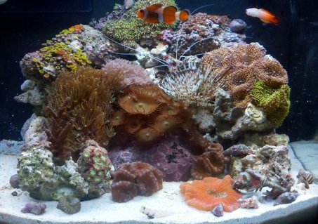Rated #40: 12 Gallons Reef Tank - 12gl JBJ Nano Reef Rated #40: 12 Gallons Reef Tank - 12gl JBJ Nano Reef